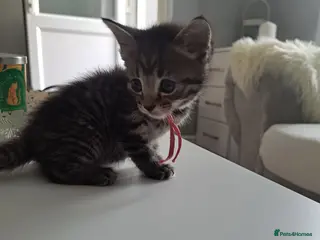 Mixed Breed cats Kittens - Advert 16
