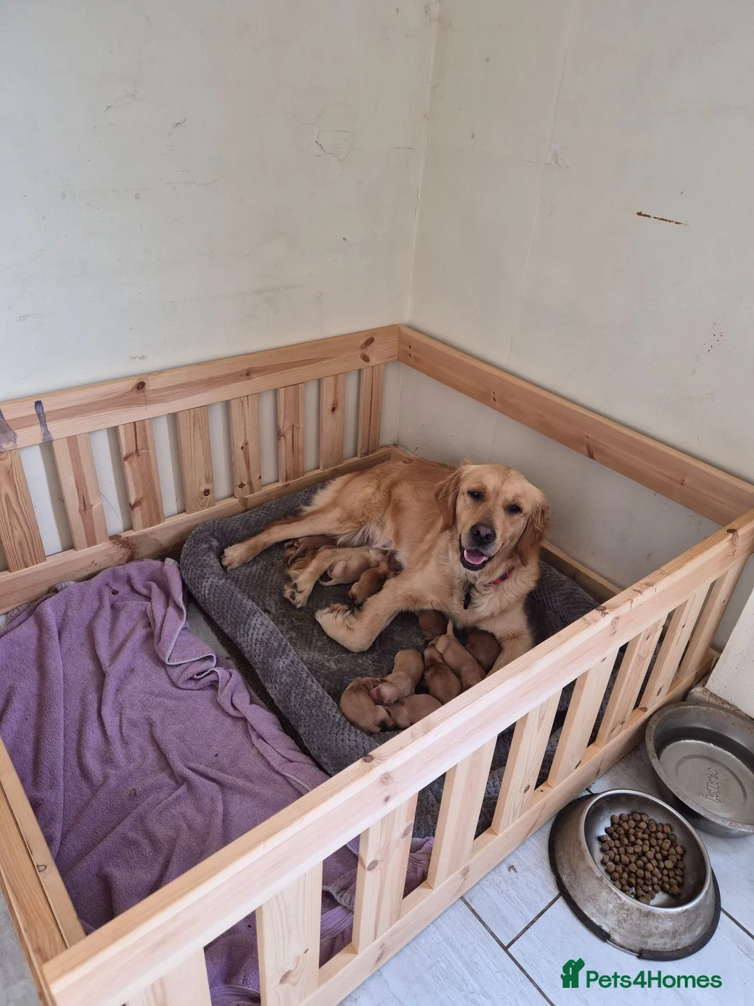 Mini Goldendoodle dogs for sale: F1B red fox mini golden doodle puppies in Thetford - Advert 1