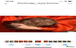 Guinea Pig rodents for sale: Two Boar guineypigs - Image 3