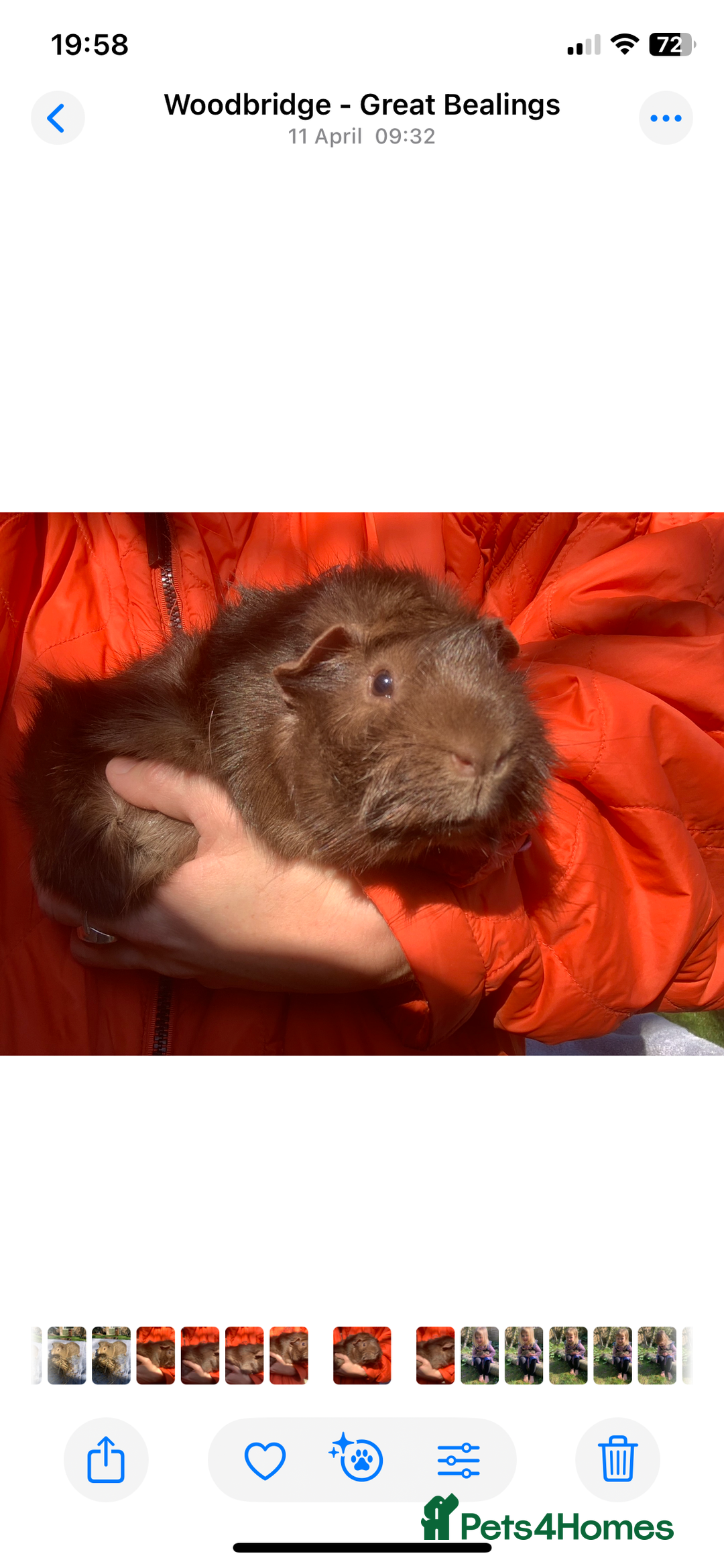 Guinea Pig rodents for sale: Two Boar guineypigs - Image 3