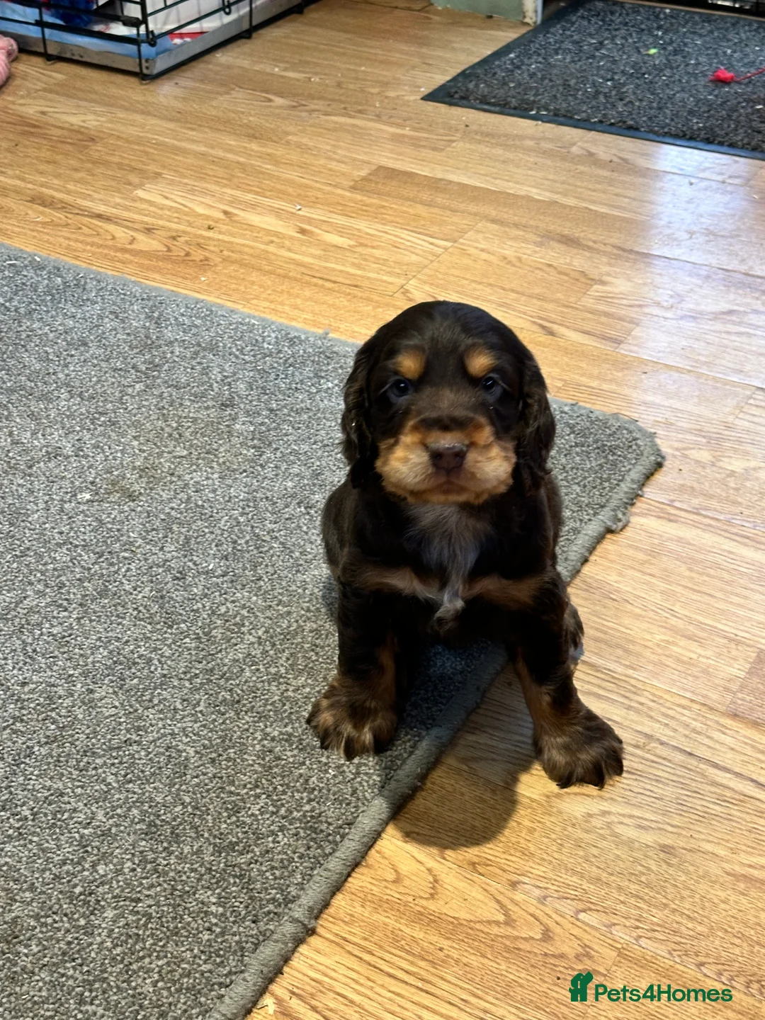 Cocker Spaniel dogs for sale: 2 Handsome Choc+tan and Gold boys - Advert 12