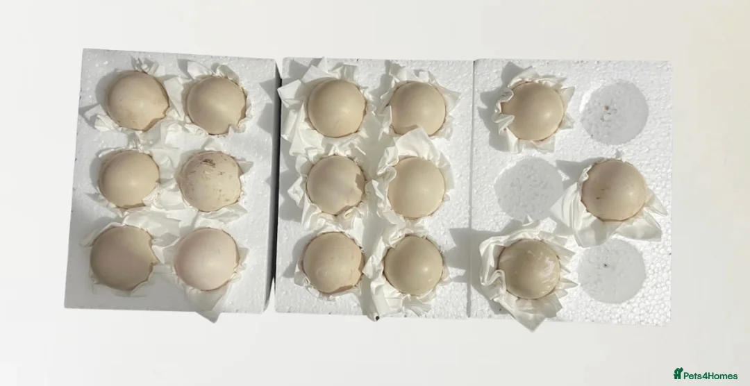 Ducks poultry for sale: Pre-order - Black Muscovy Duck Hatching eggs - Advert 3