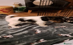 Fox Terrier dogs for sale: Wire haired fox terrier puppies  - Advert 3