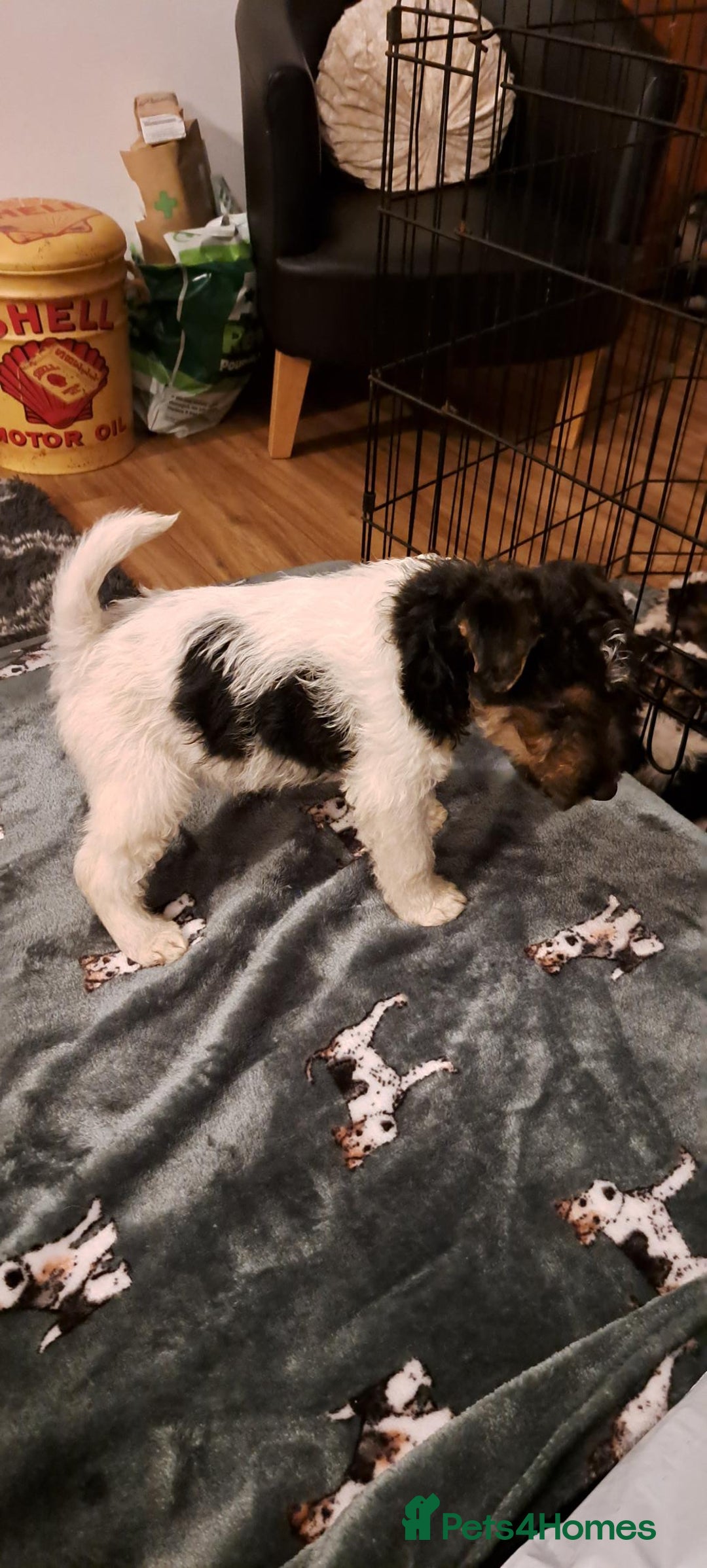 Fox Terrier dogs for sale: Wire haired fox terrier puppies  - Advert 3