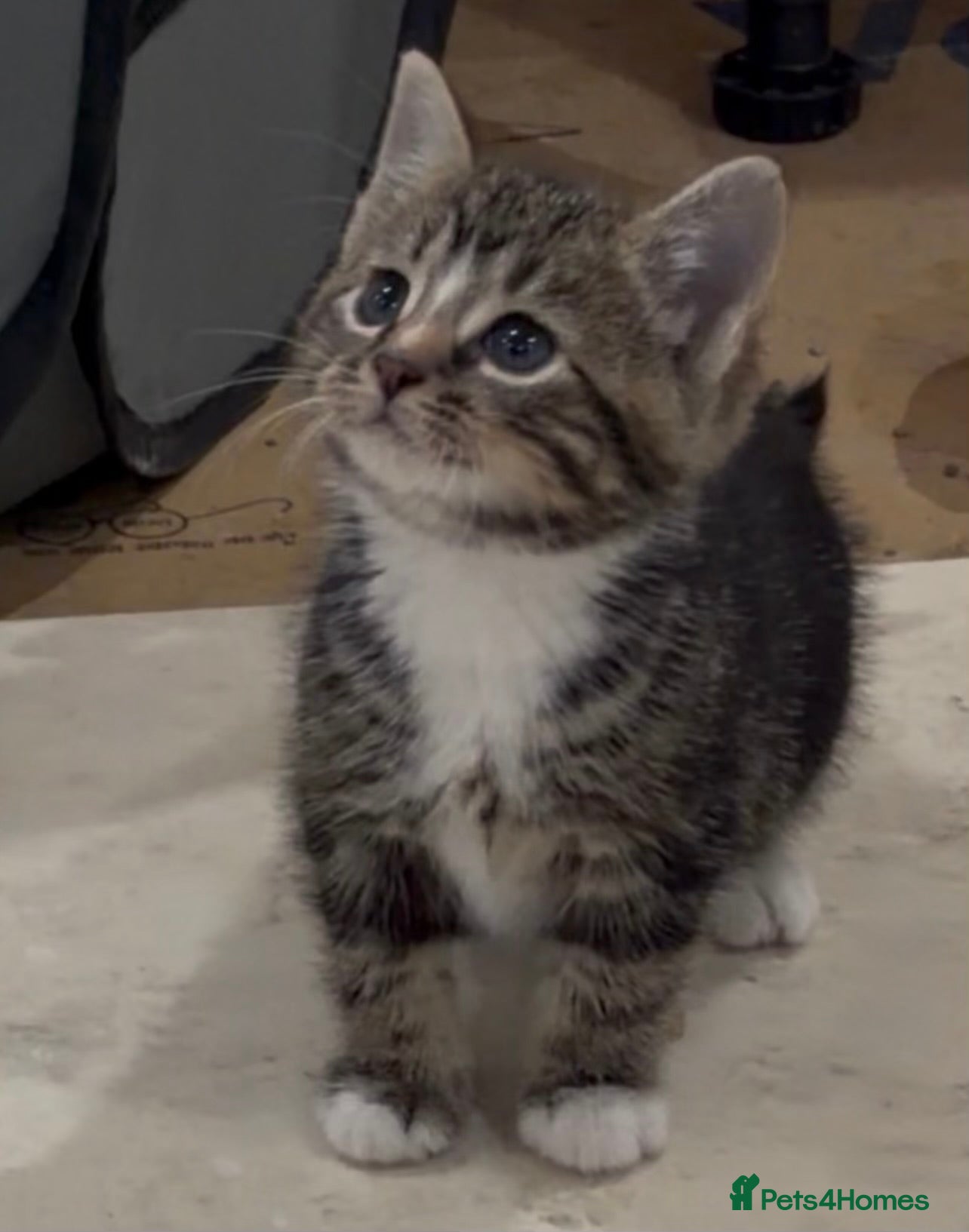 Domestic Shorthair cats Female Tabby Tuxedo Kitten with white paws - Advert 2
