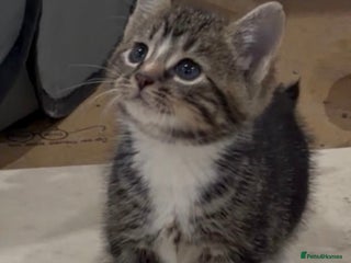 Domestic Shorthair cats Female Tabby Tuxedo Kitten with white paws - Advert 2