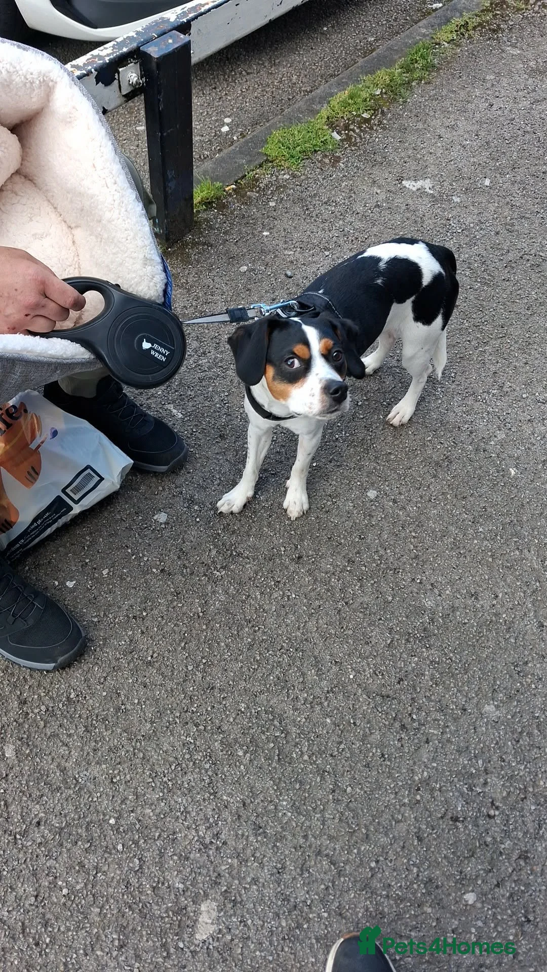 Mixed Breed dogs for sale: Male jack Russel cross king Charles  - Advert 2