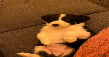 Border Collie dogs *1 LEFT* Beautiful Tri-colour border collies - Advert 10