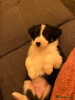 Border Collie dogs *1 LEFT* Beautiful Tri-colour border collies - Advert 10