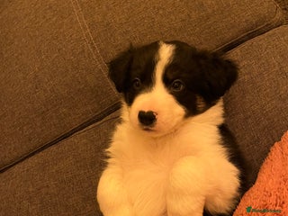 Border Collie dogs *1 LEFT* Beautiful Tri-colour border collies - Advert 3
