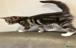 Mixed Breed cats for sale: Sweet natured kittens ready to go - Advert 5