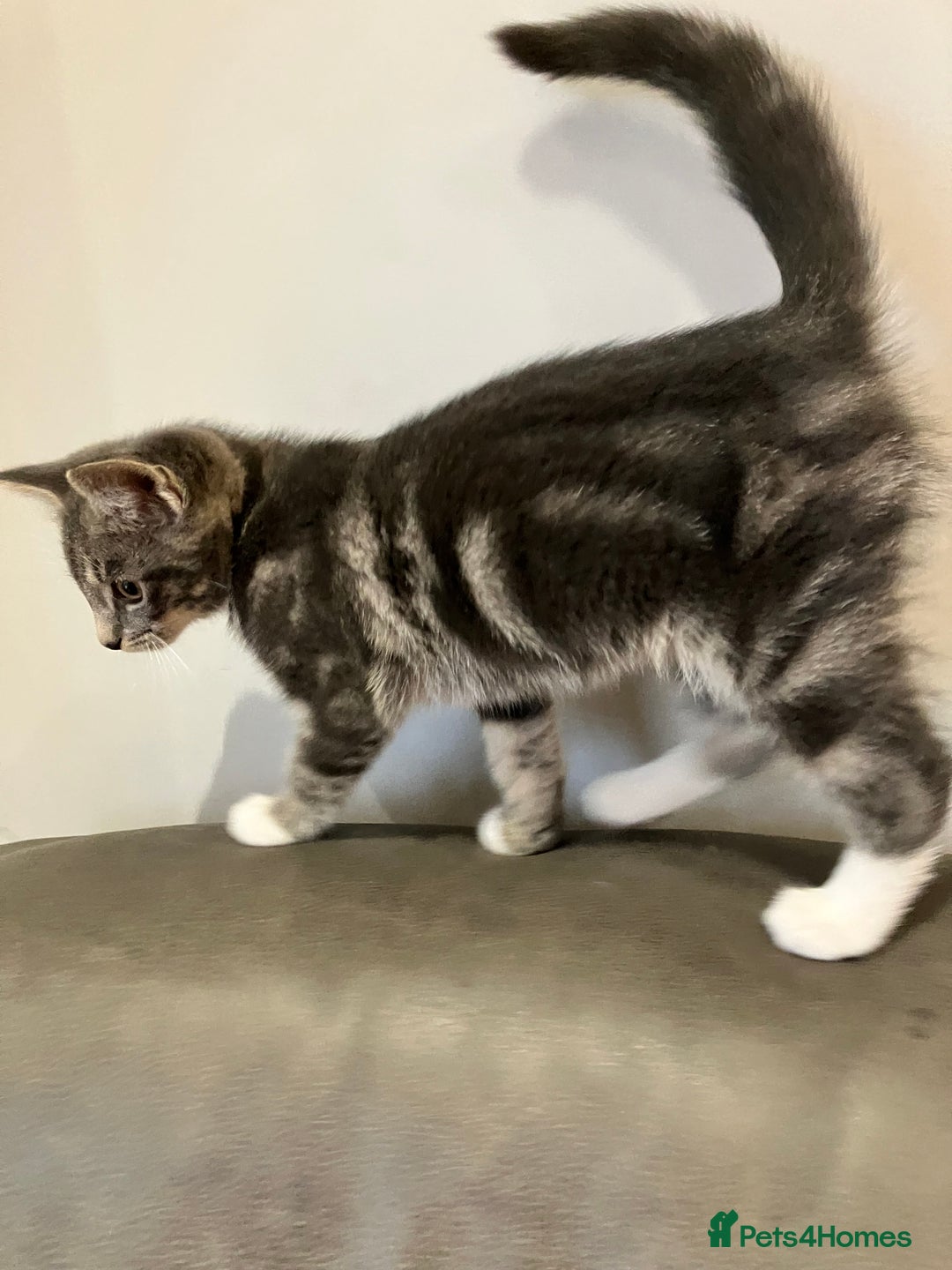 Mixed Breed cats for sale: Sweet natured kittens ready to go - Advert 5