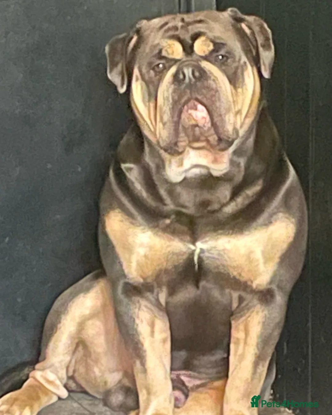 Olde English Bulldogge dogs for stud: Proven fluffy gene carrier health tested  - Advert 5