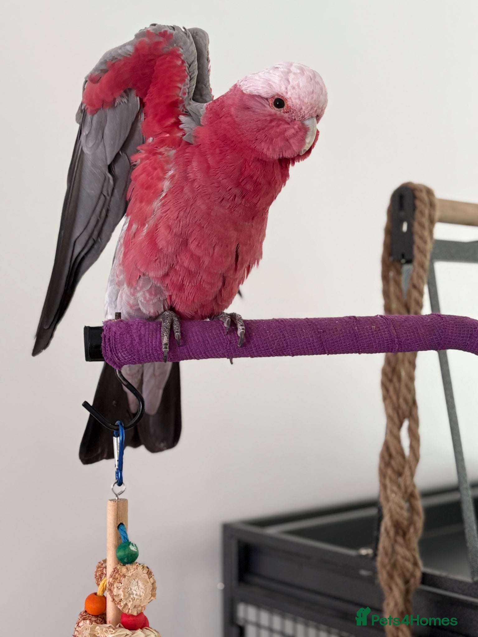 Cockatoo birds for sale: Galah cockatoo  - Advert 2