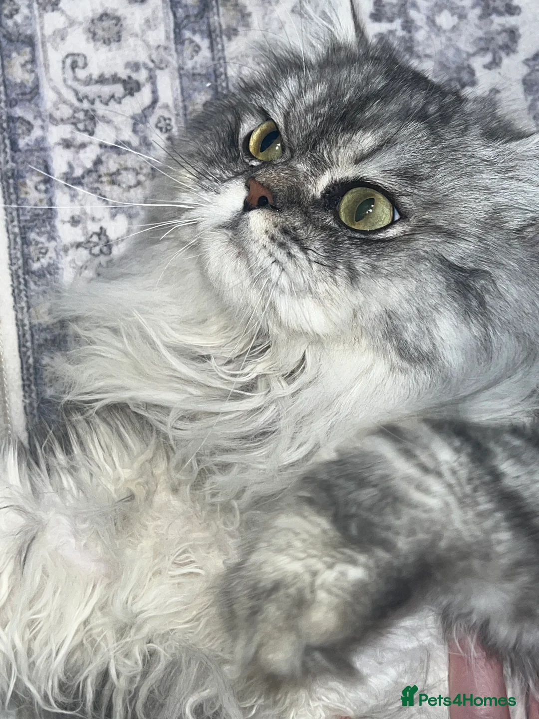 Persian cats for stud: chinchilla Persian proven stud ONLY not for sale  - Advert 17