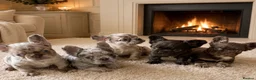 French Bulldog dogs for sale: Visual fluffy frenchirs puppies  - Advert 2