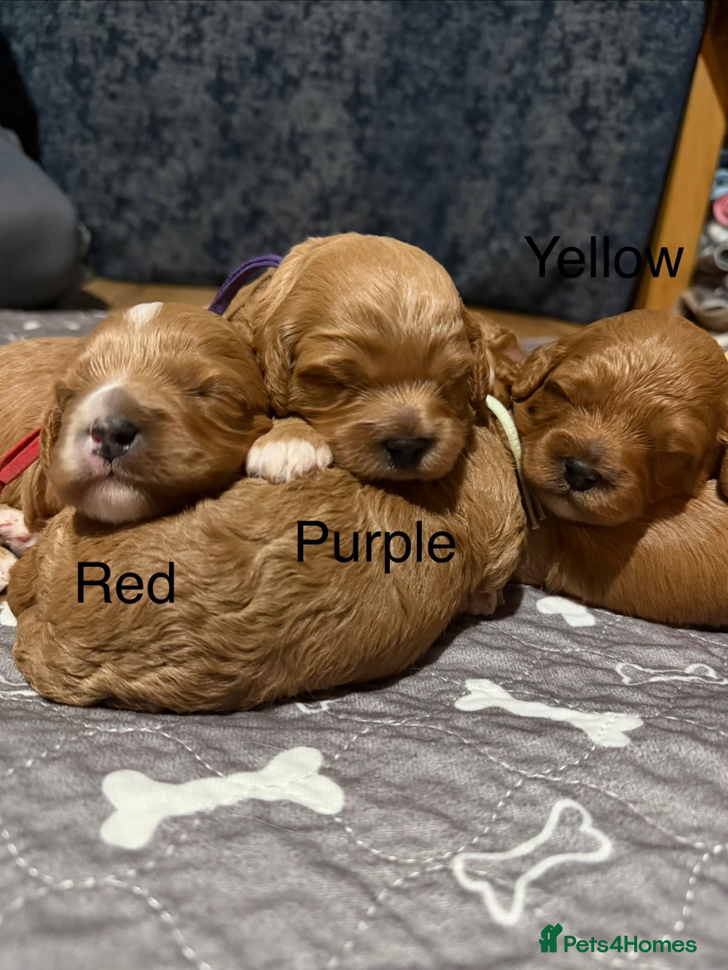 Cavapoo dogs F1 Cavapoo Puppies  - Advert 1