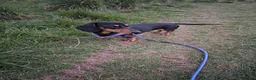 Dachshund dogs for stud: First time stud  in Larkhall - Advert 2