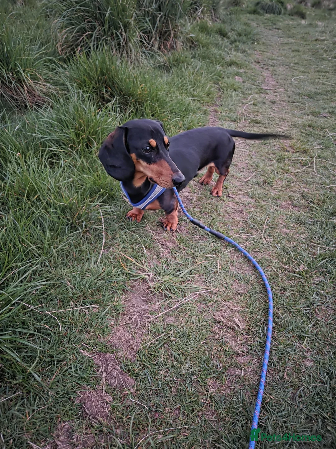 Dachshund dogs for stud: First time stud  in Larkhall - Advert 2