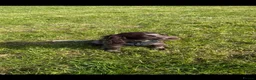 Cocker Spaniel dogs for sale: 4 month old Cocker spaniel pup - Advert 4