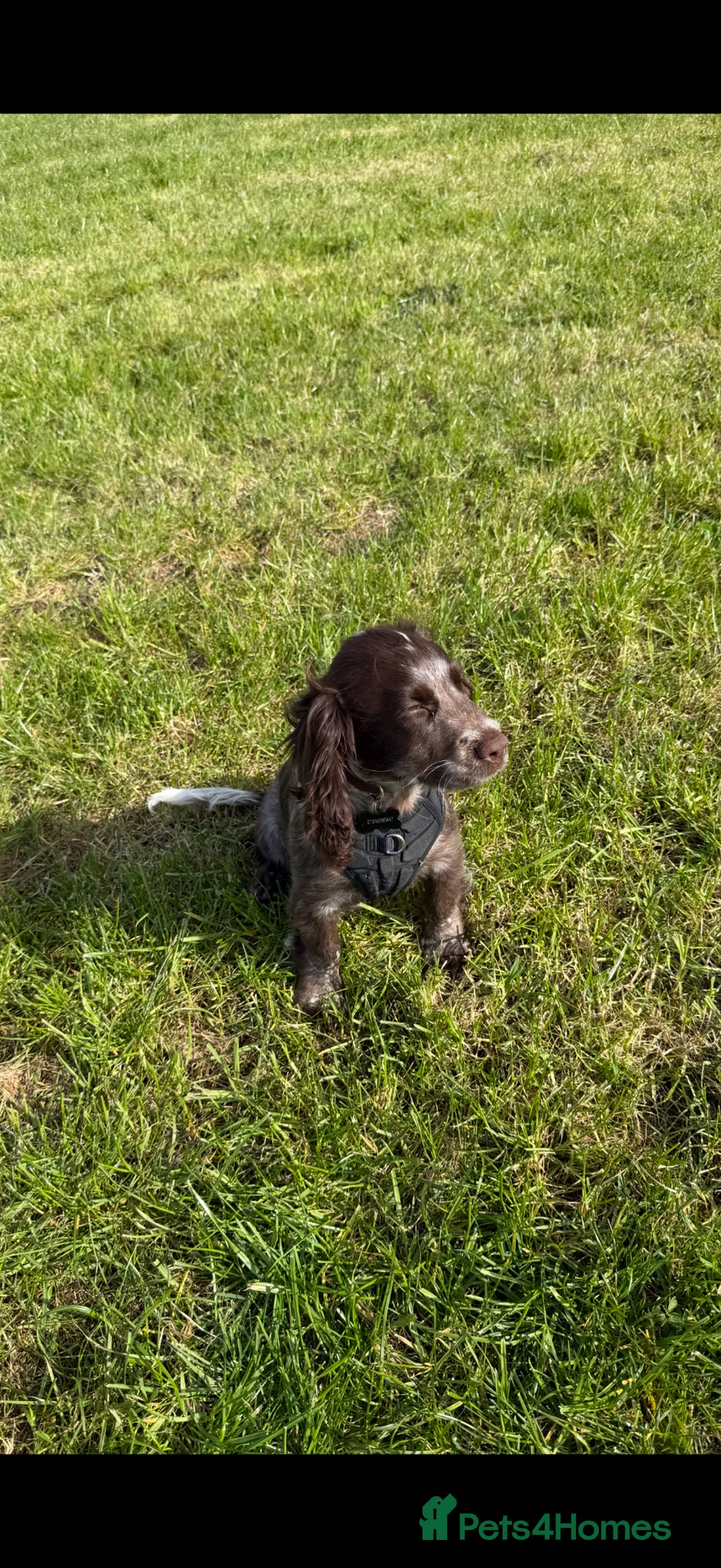 Cocker Spaniel dogs for sale: 4 month old Cocker spaniel pup - Advert 4