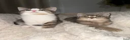British Shorthair cats for sale: British shorthair cross  - Advert 13