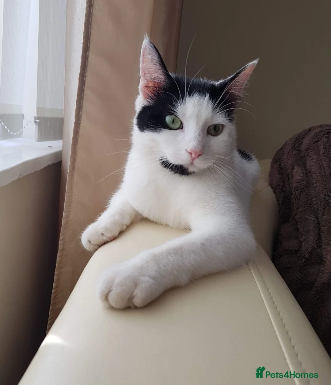 Mixed Breed cats for sale: Maine coon cross kittens  in Cheltenham - Advert 2