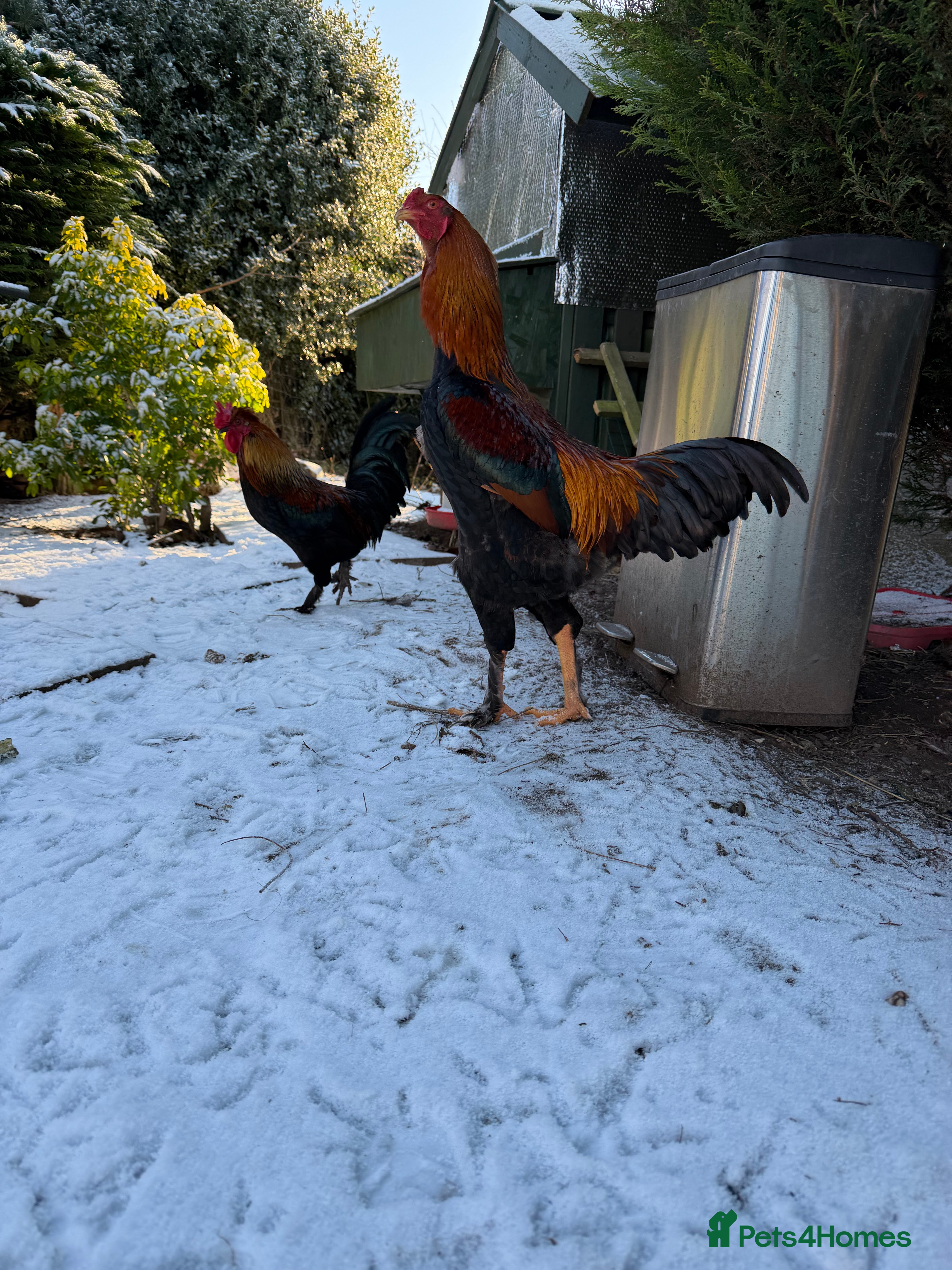 Chickens poultry Aseel & Brahma mix  - Advert 1