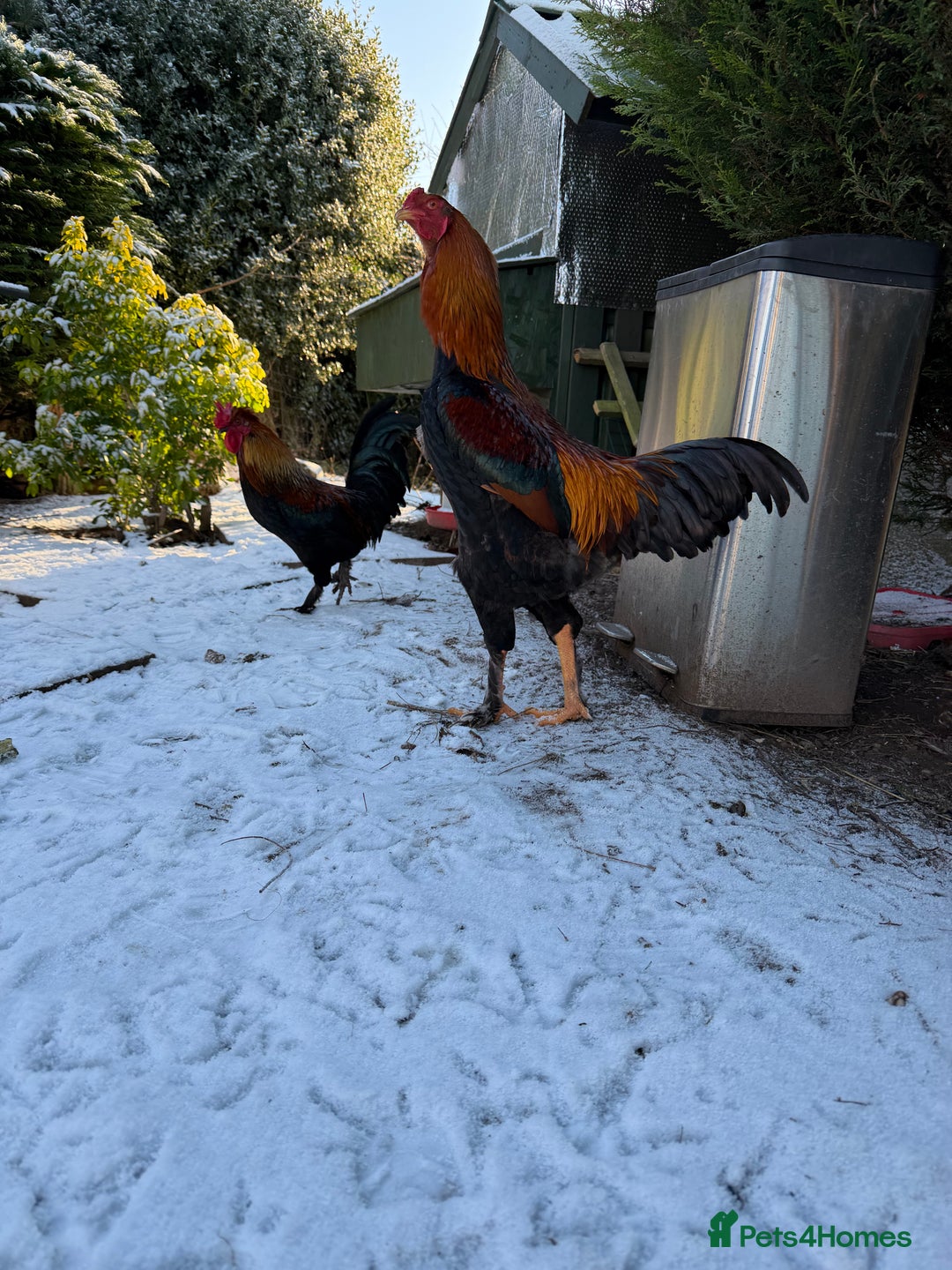 Chickens poultry for sale: Aseel & Brahma mix  - Advert 1