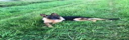German Shepherd dogs for sale: Pure German shepherd puppies available  - Advert 4