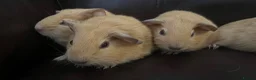 Guinea Pig rodents for sale: Baby guineas ready from 21/7/2026 - Advert 5