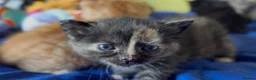 Mixed Breed cats for sale: READY 1ST JUNE - Kittens need a forever home in Chatham - Advert 5