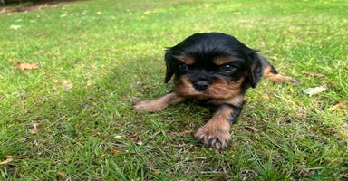 Cavalier King Charles Spaniel dogs - Advert 9