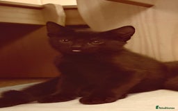 British Shorthair cats for sale: 2 Black Female kittens Ready to go - Image 4