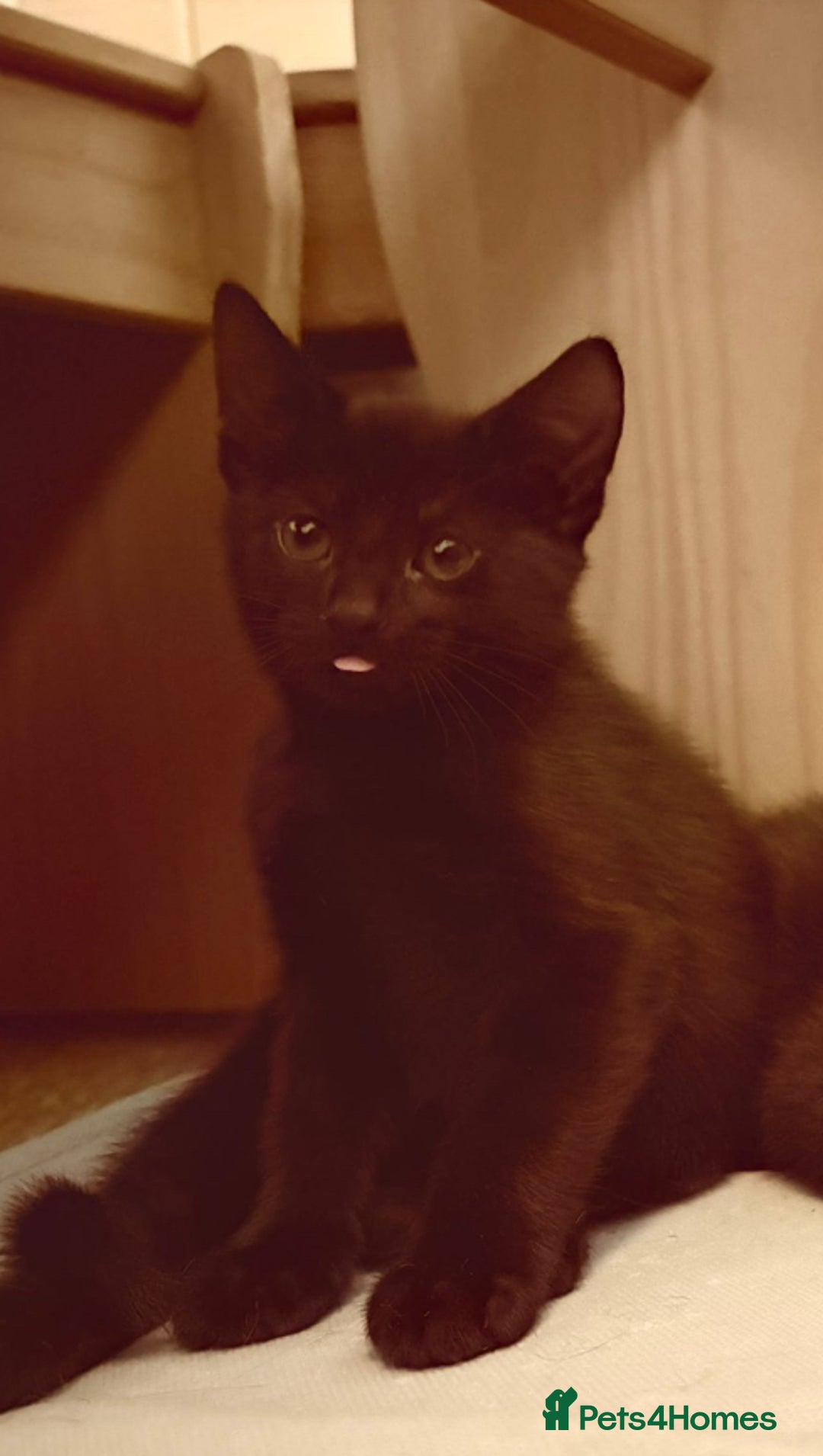 British Shorthair cats for sale: 2 Black Female kittens Ready to go - Image 4
