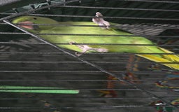 Ringnecks birds for sale: Semi tame ring neck - Image 1