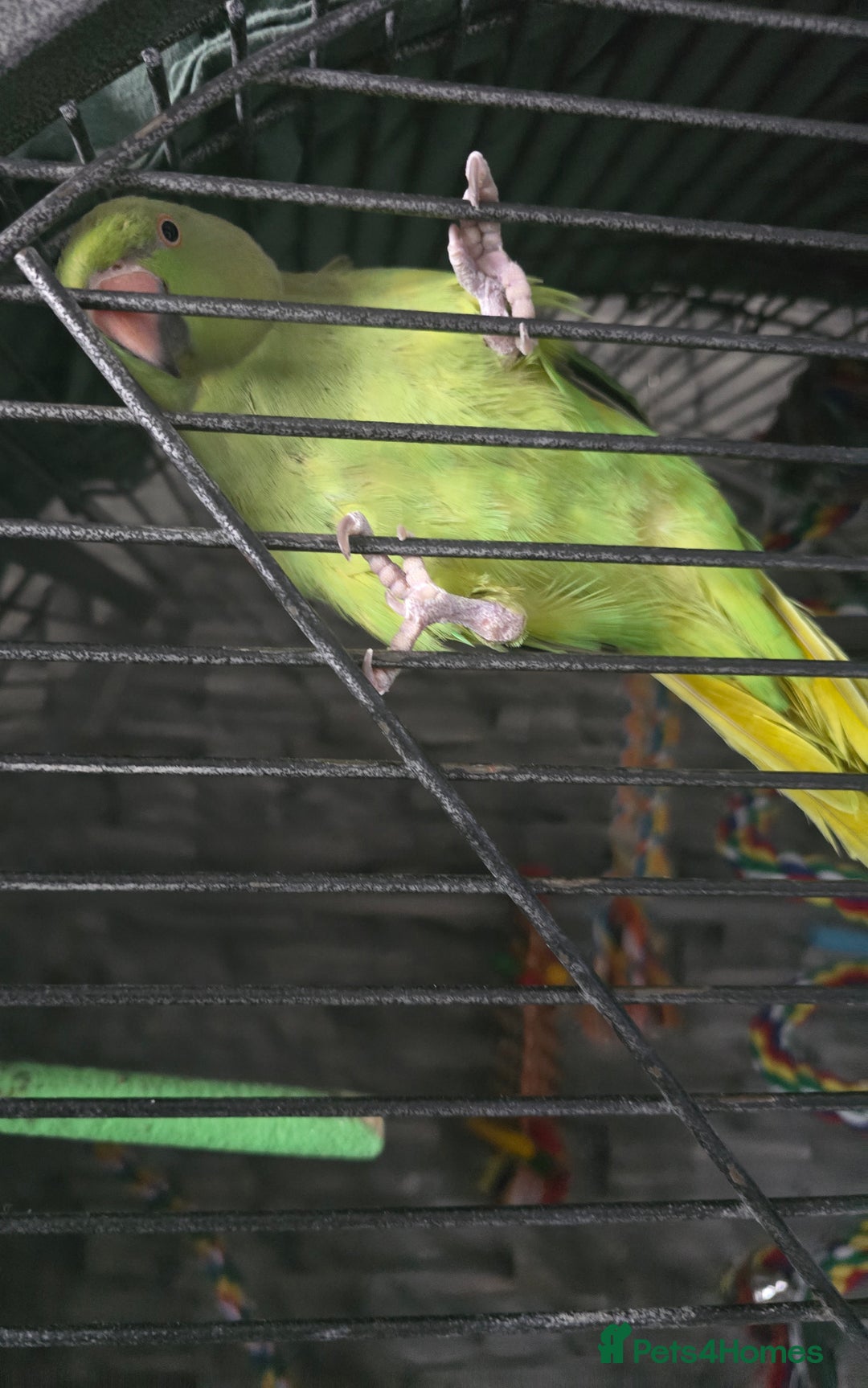 Ringnecks birds for sale: Semi tame ring neck - Image 1