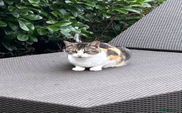 Mixed Breed cats for sale: 2 beautiful boy kittens 🐈‍⬛  - Image 4