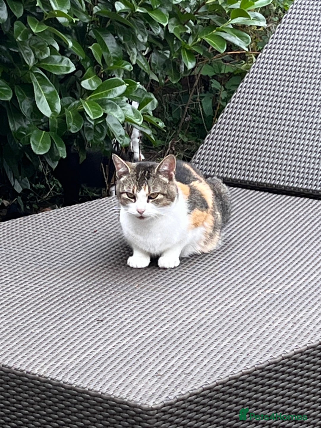 Mixed Breed cats for sale: 2 beautiful boy kittens 🐈‍⬛  - Image 4