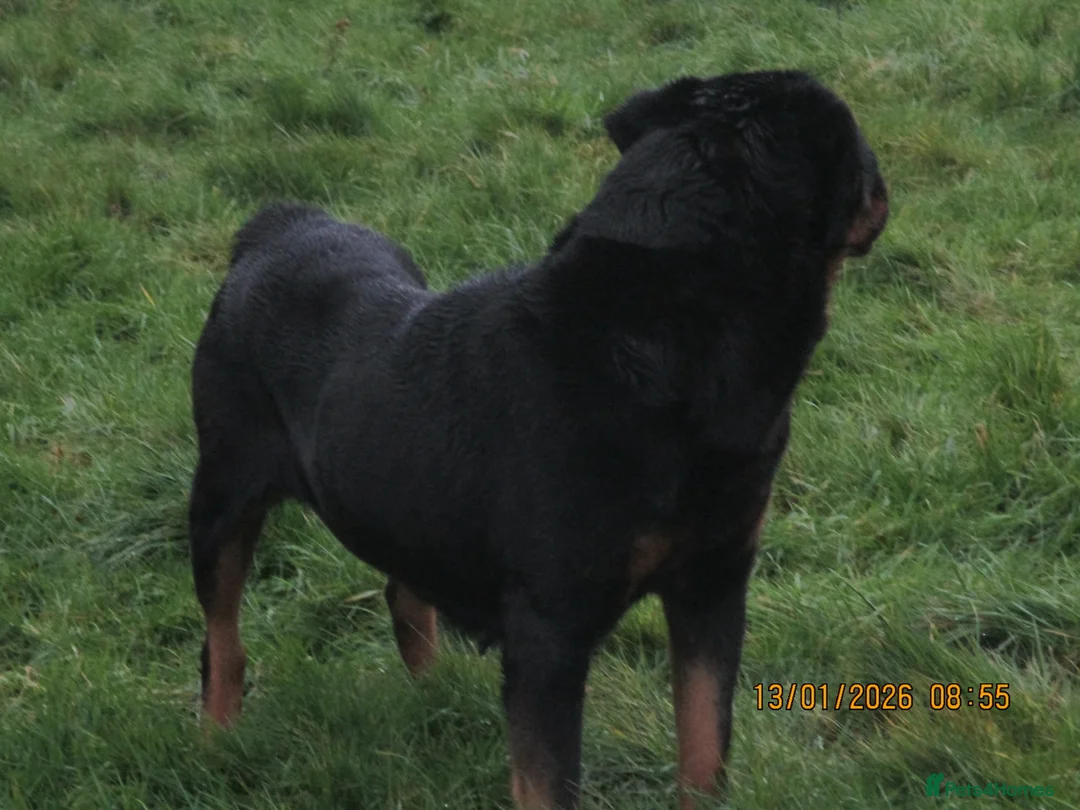 Rottweiler dogs for sale: rottweiler xbreeding bitch - Advert 3
