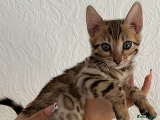 Bengal cats Pure Bred Bengals 1 BOY AVAILABLE!💓 - Advert 15