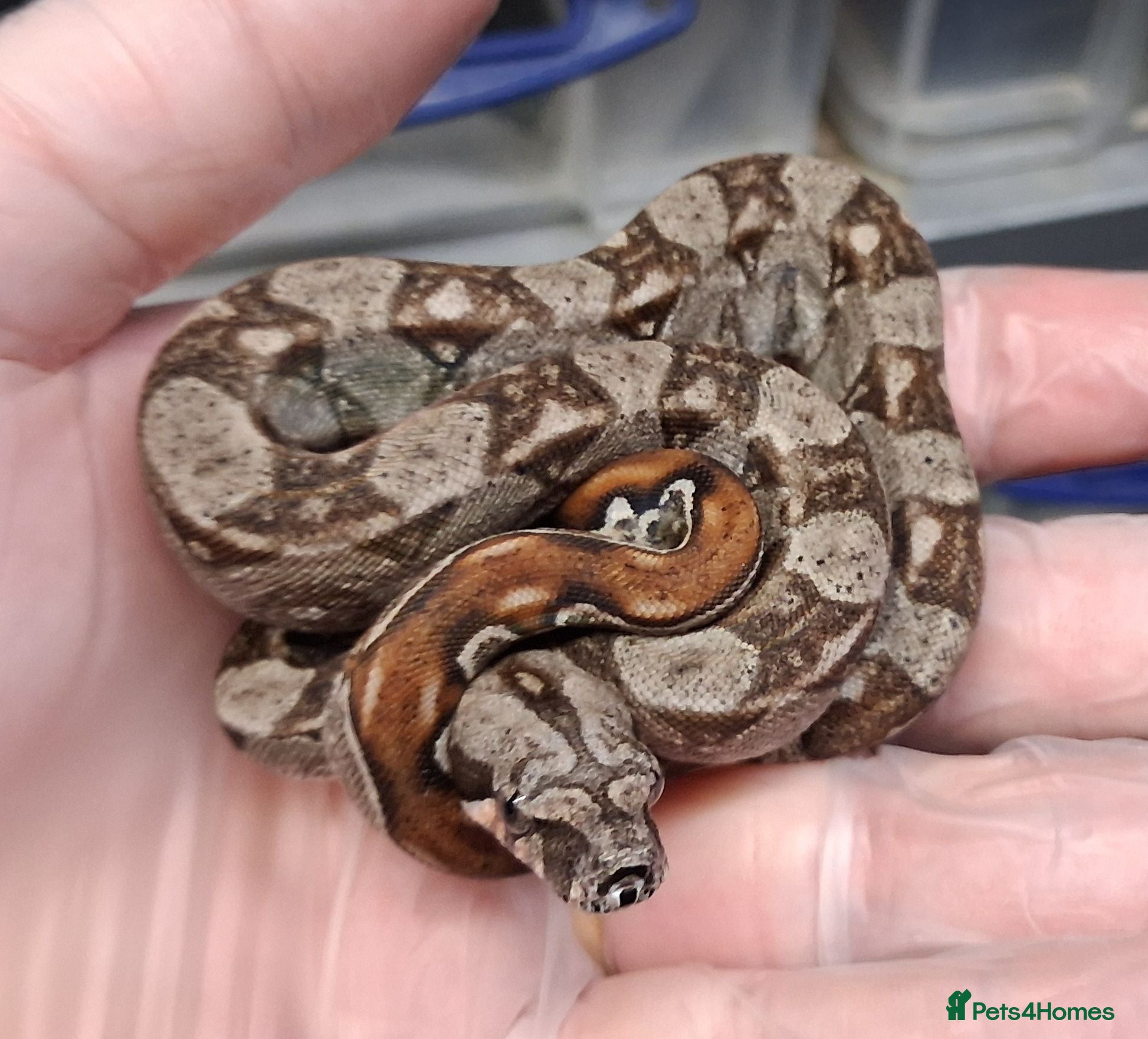 Boa Snake reptiles Baby Female Boa constrictors  - Advert 1