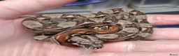 Boa Snake reptiles for sale: Baby Female Boa constrictors  - Advert 1