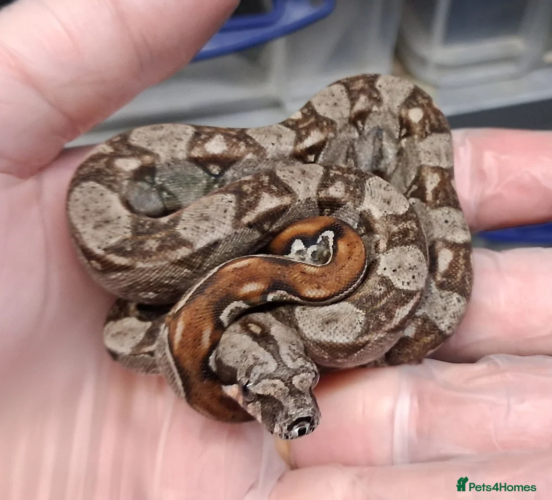 Boa Snake reptiles for sale: Baby Female Boa constrictors  - Advert 1