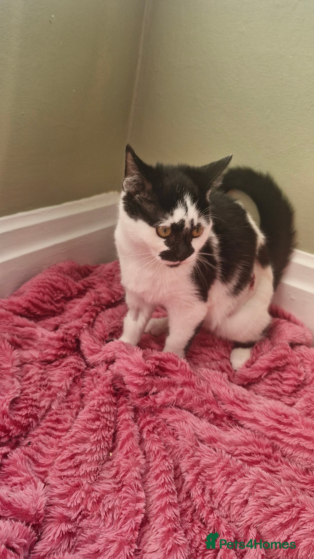 Ragdoll cats for sale: Siblings in desperate need of a good home  - Advert 5