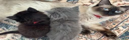 British Shorthair cats for sale: British Shorthair kittens not ready for pickup ye - Advert 10