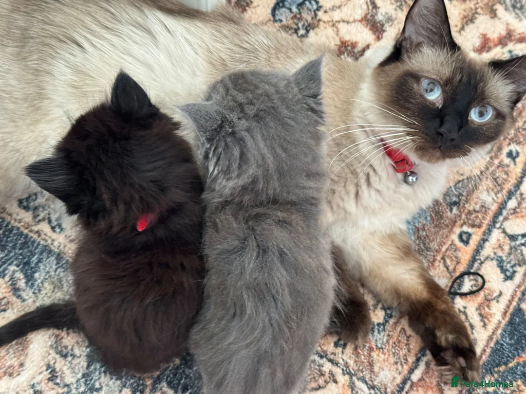 British Shorthair cats for sale: British Shorthair kittens not ready for pickup ye - Advert 10