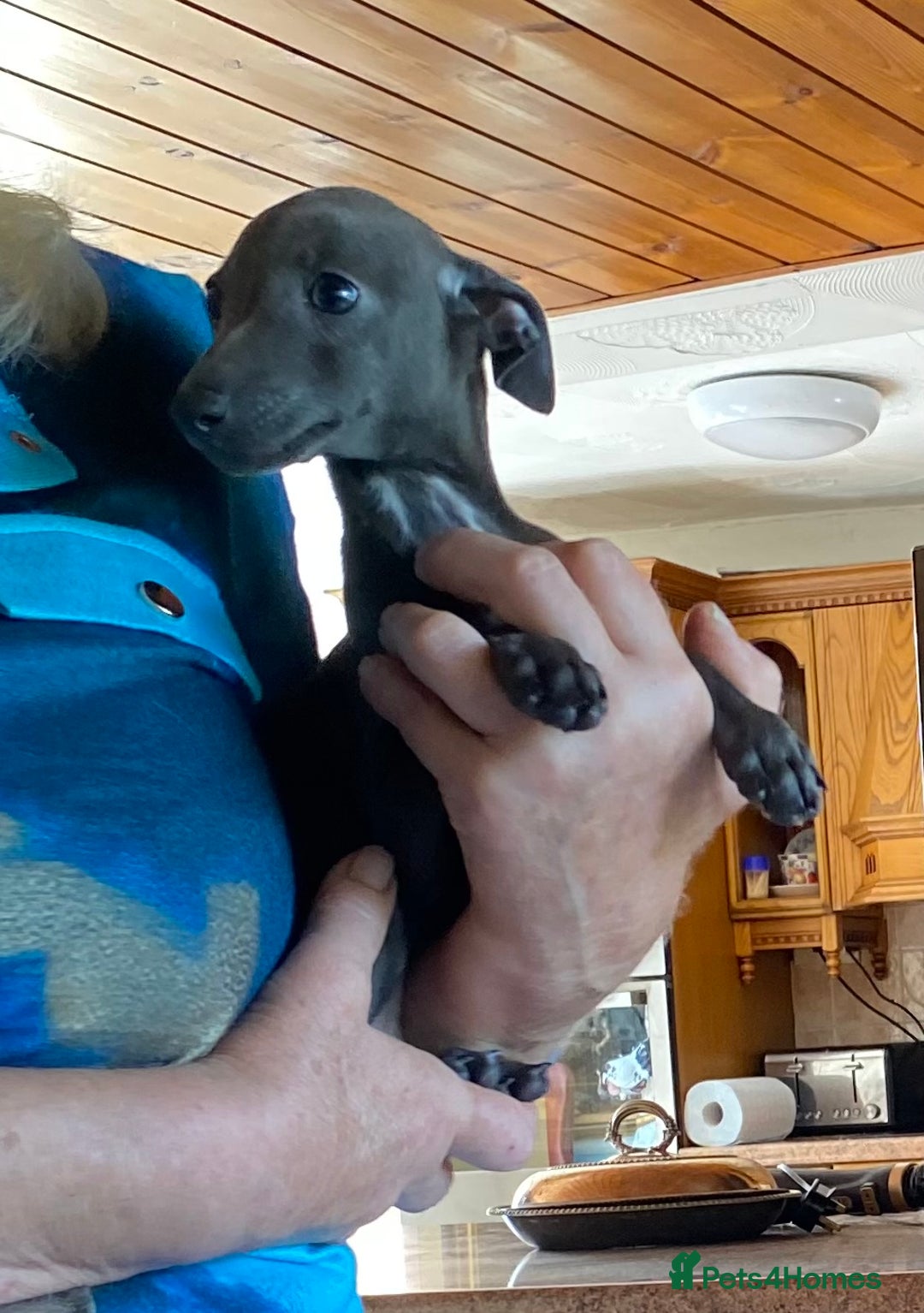 Italian Greyhound dogs for sale: ITALIAN GREYHOUND PUPPIES  - Image 31