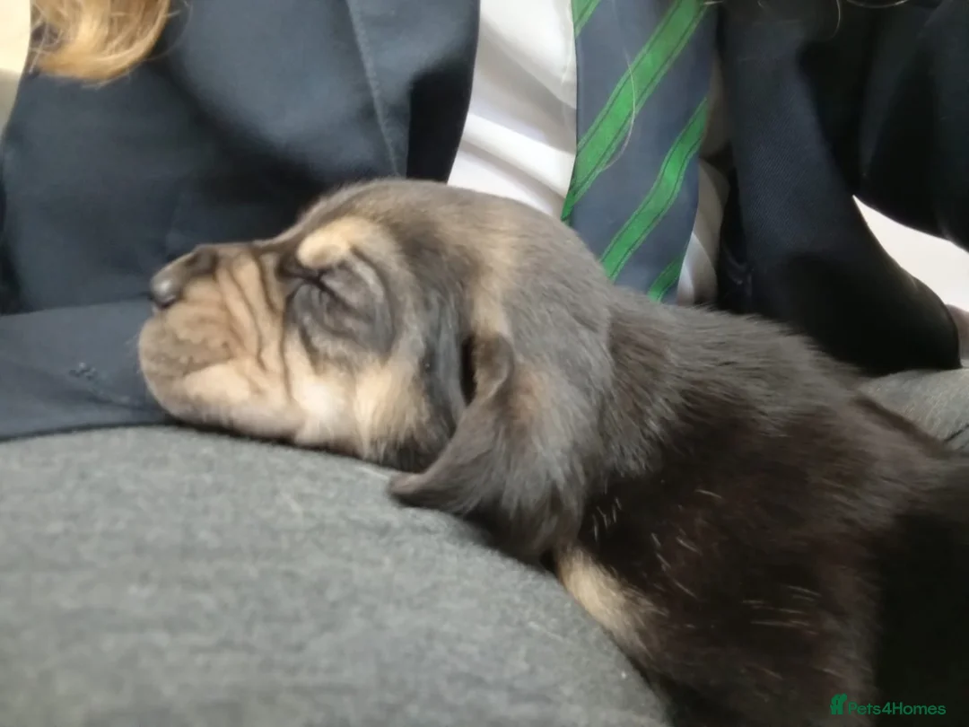 Bloodhound dogs for sale: Bloodhound Puppies - Advert 1