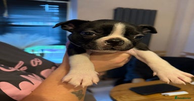 Boston Terrier dogs - Advert 3